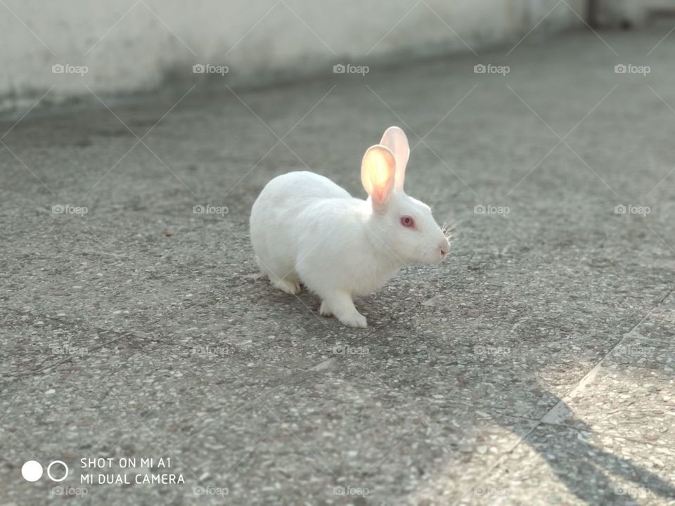 white rabbit pet