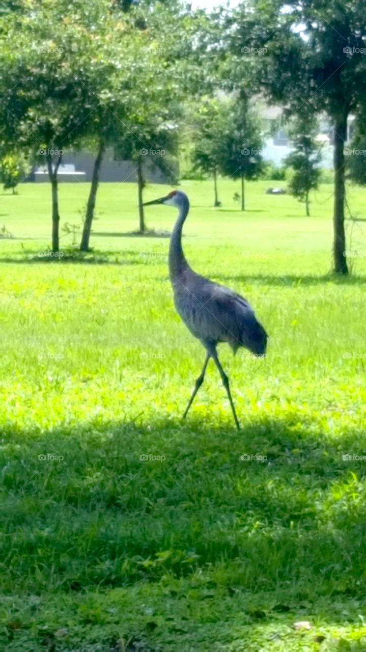 long legged bird
