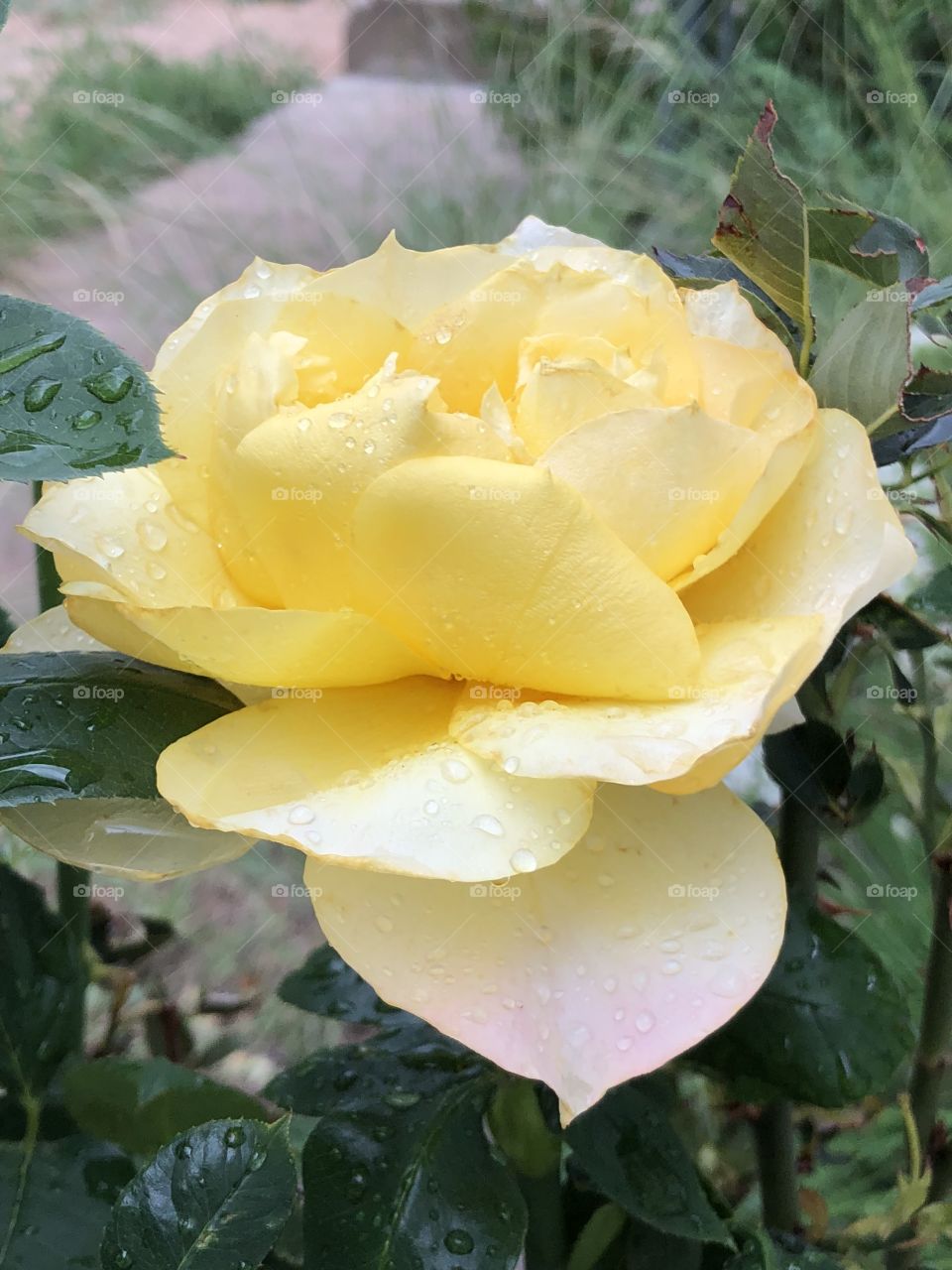 Yellow rose after the rain hint of pink