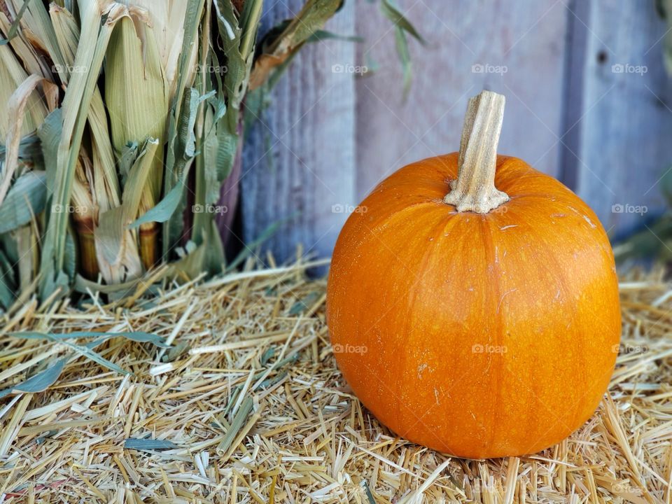 A single pumpkin displayed on a hay bale with dried corn stalks and an old wooden barn. 