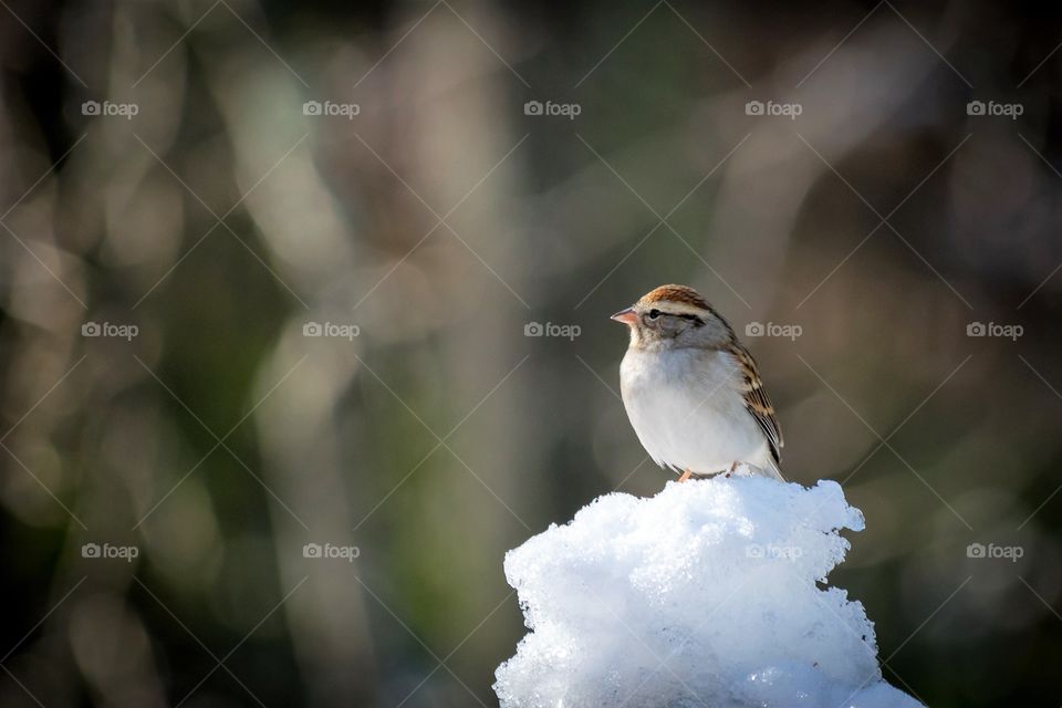 Bird perched on snow 