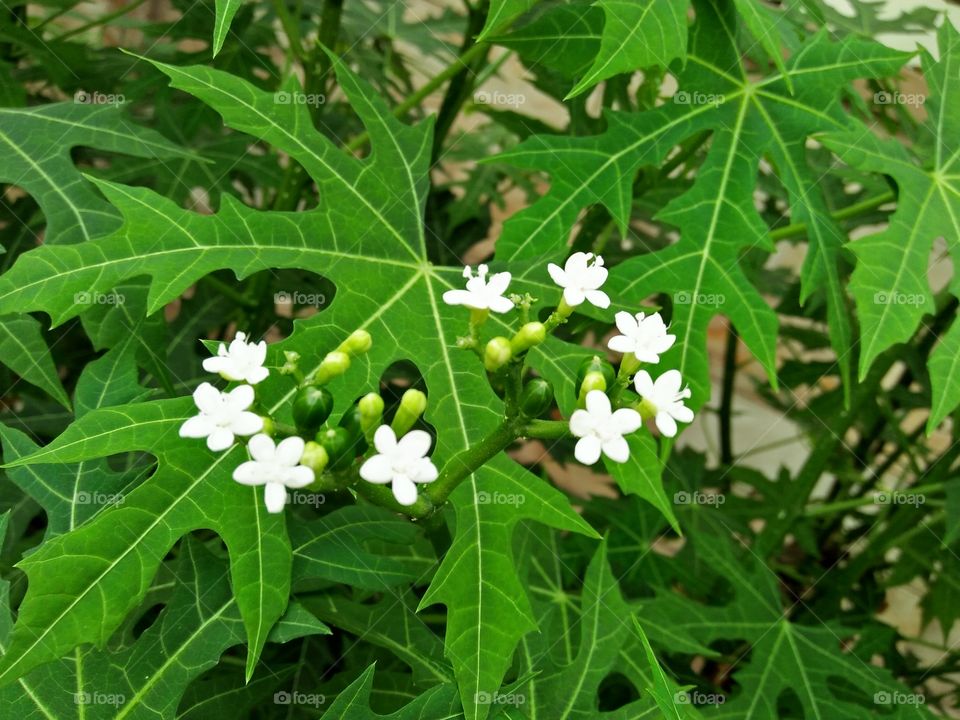 flower of Cnidoscolus aconitifolius 