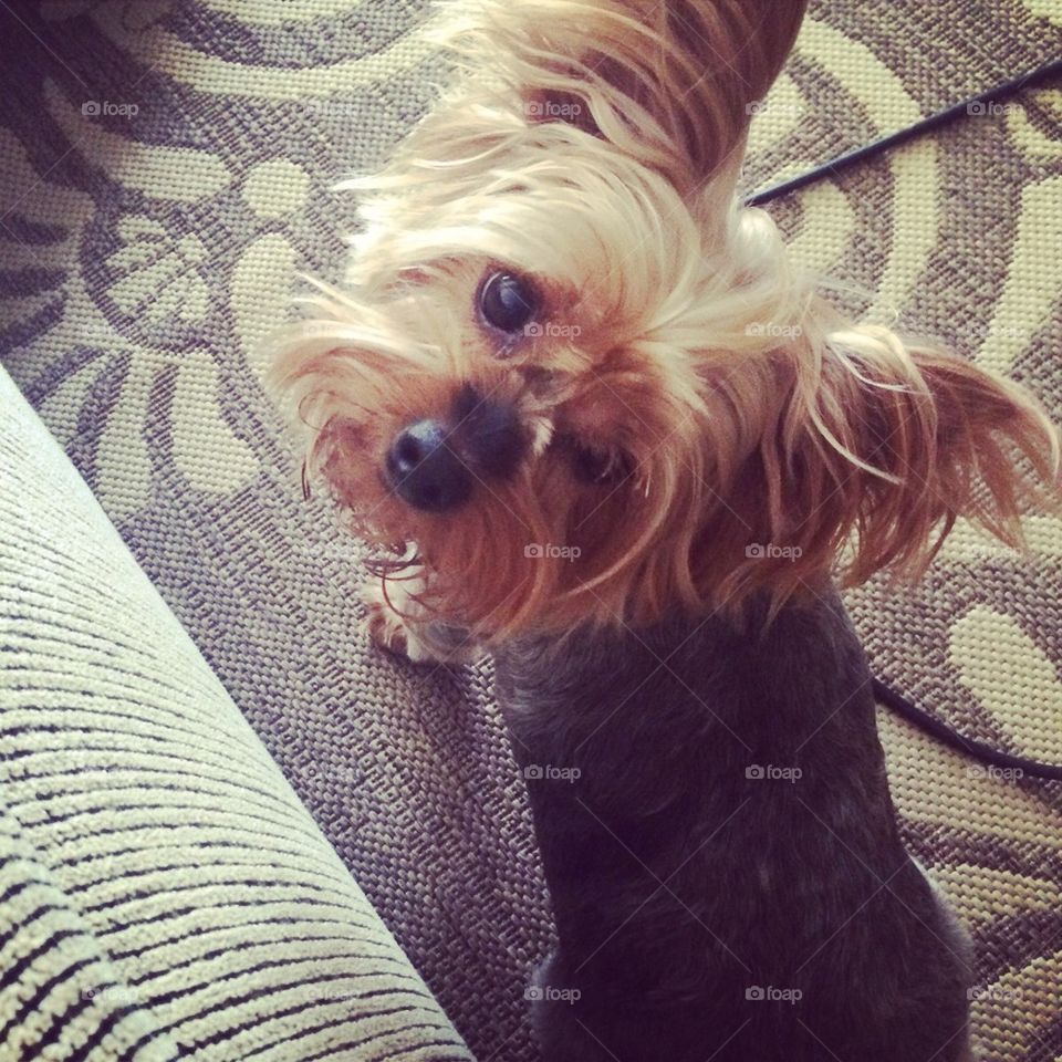 Yorkie