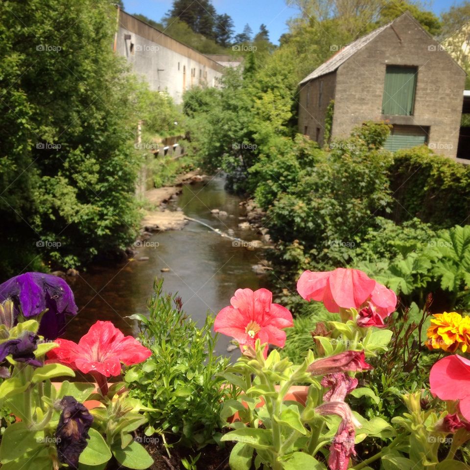 Red flowers near a river. Close up of red flowers and a river and trees in background