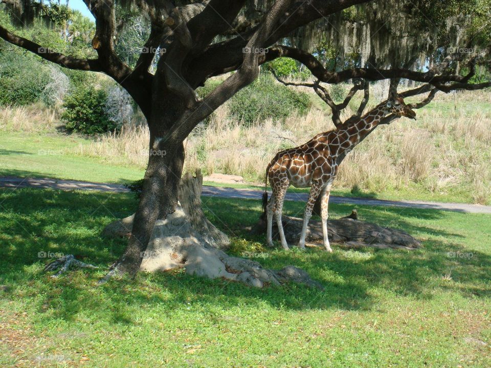 Giraffe at Animal Kingdom,  Orlando, Florida . Vacation in Orlando Florida