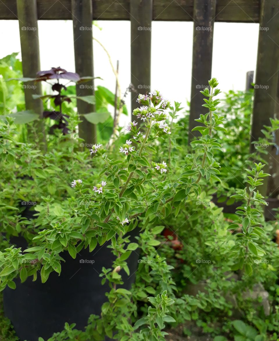 oregano flower