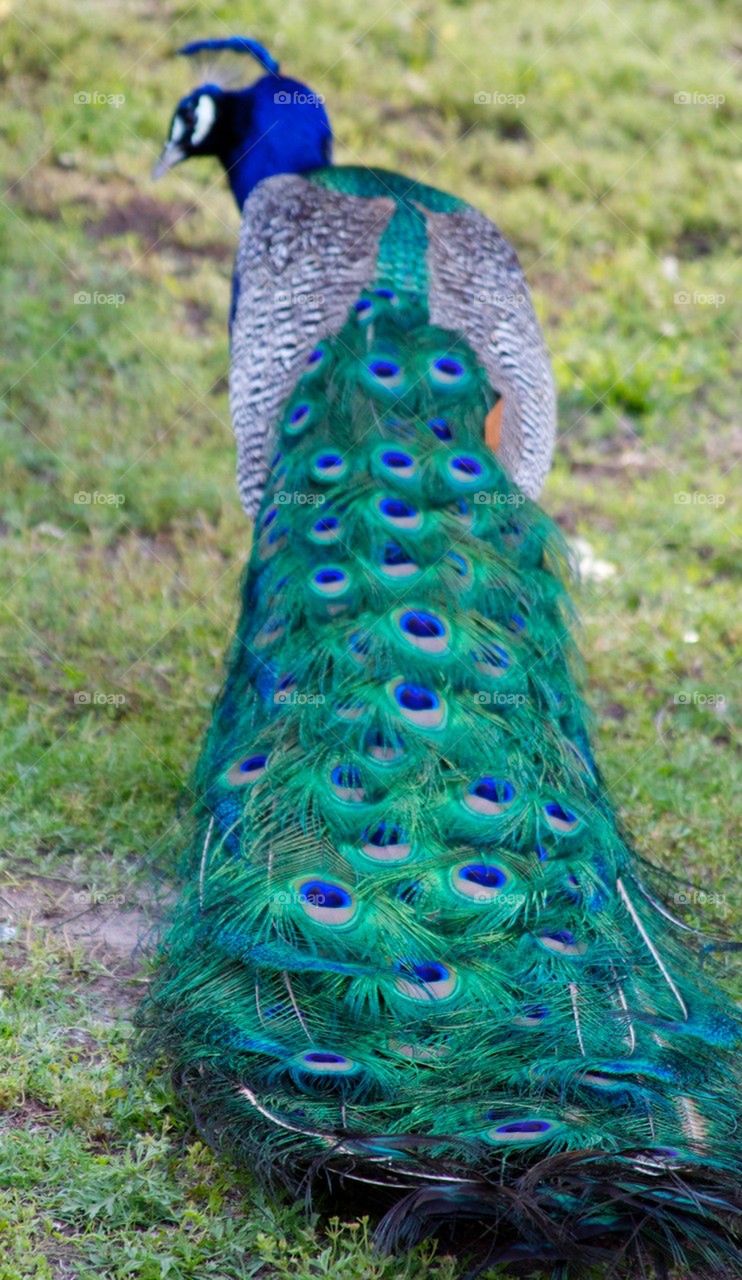 Peacock Tail