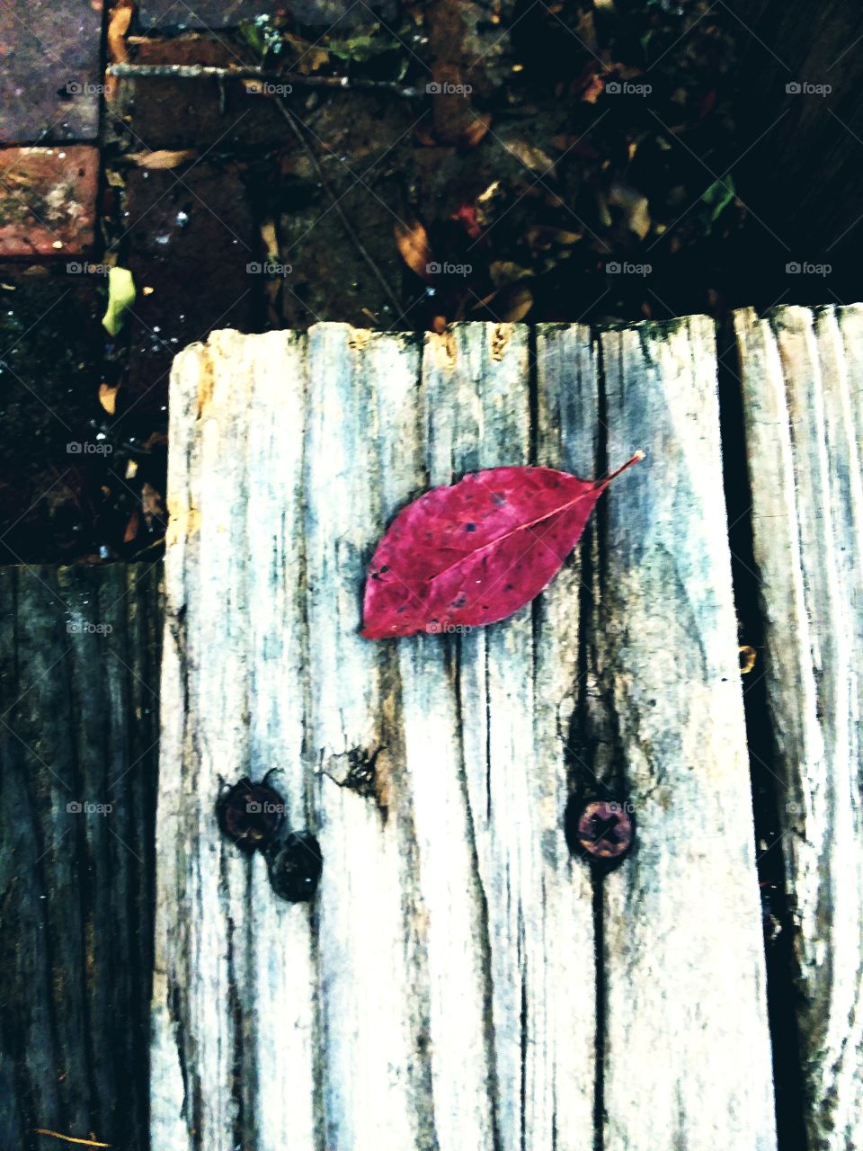 lone red leaf on wooden step one of the first signs of autumn