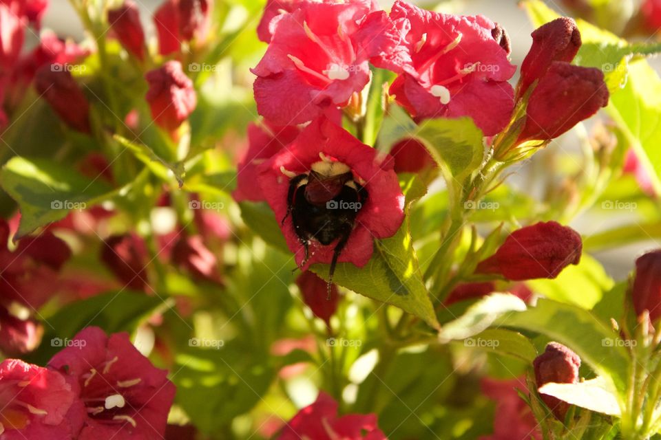 Mr Bubble going for it