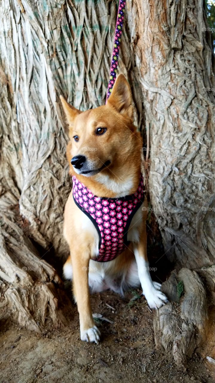 Bella Shiba Inu Sheltie mix