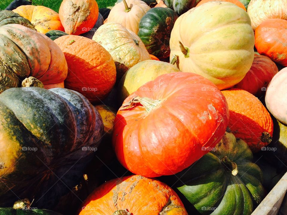 Full frame of pumpkin in market for sale