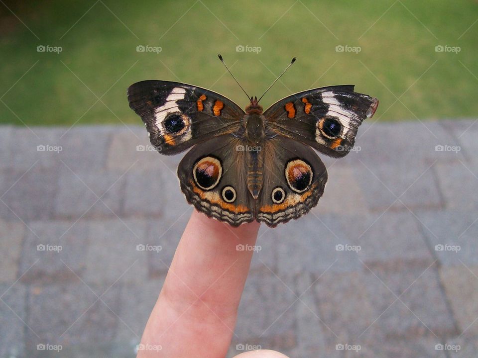 A buckeye butterfly raised from a caterpillar and set free after it emerged. Has slightly broken wing tip.