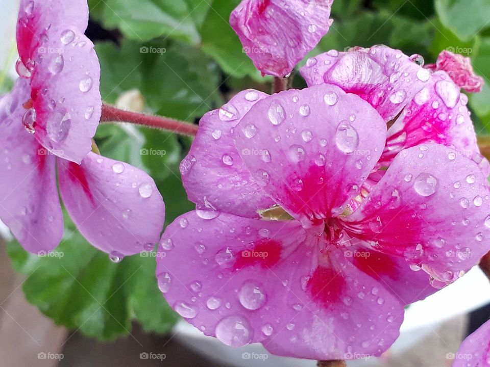 Beautiful is the creation of nature, raindrops on lovely Geranium