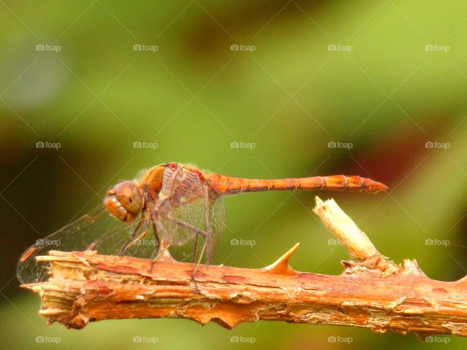 Libelle auf einem Brombeerast
