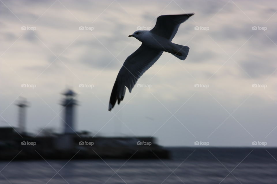 No Person, Water, Bird, Seagulls, Sea