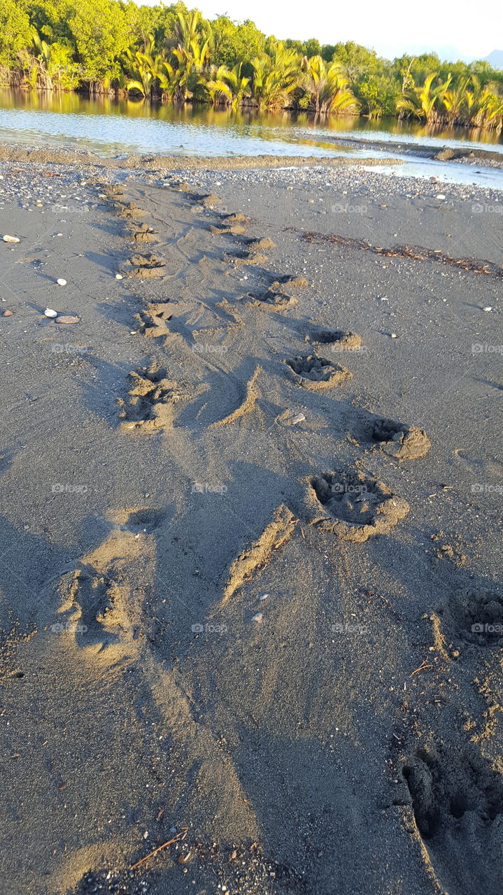 salt water crocodile footprints