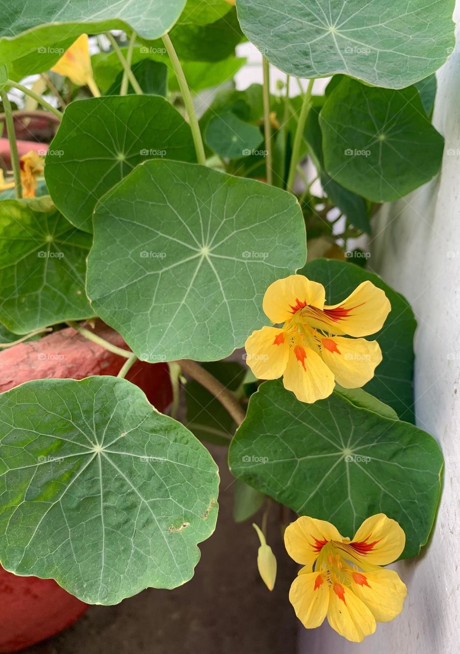 I love spring because a lot of varieties of #flowers             #bloom in this #season like Beautiful #nasturtiumflowers #yellow #happiness #springvibes #spring #leaves.These flowers have #beautiful leaves also.