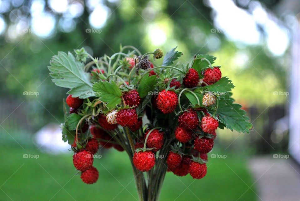 A bunch of forest strawberries 