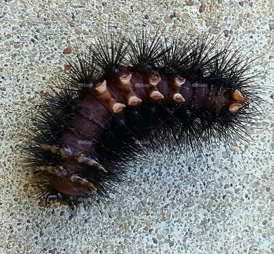 Underneath Fuzzy Caterpillar