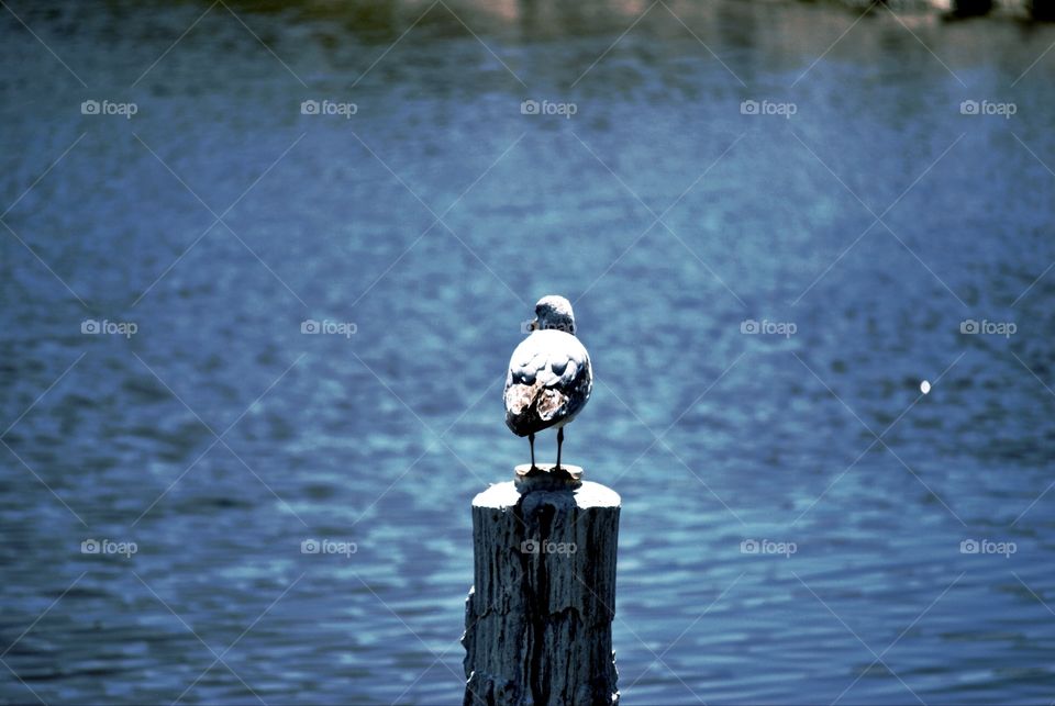 Seagull at Salton Sea