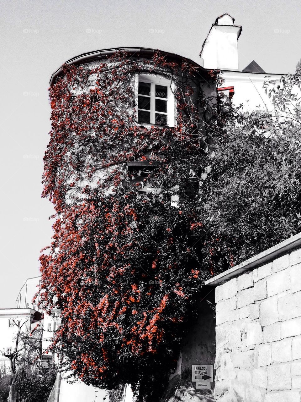 Vine covered tower in carmine