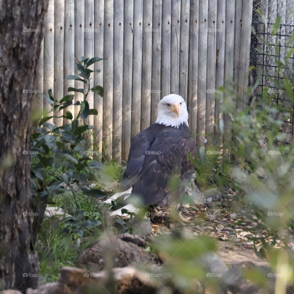 Bald eagle 🦅