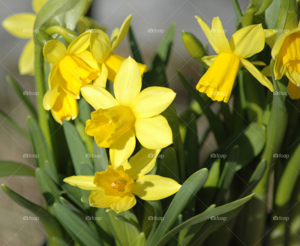 easter lily yellow