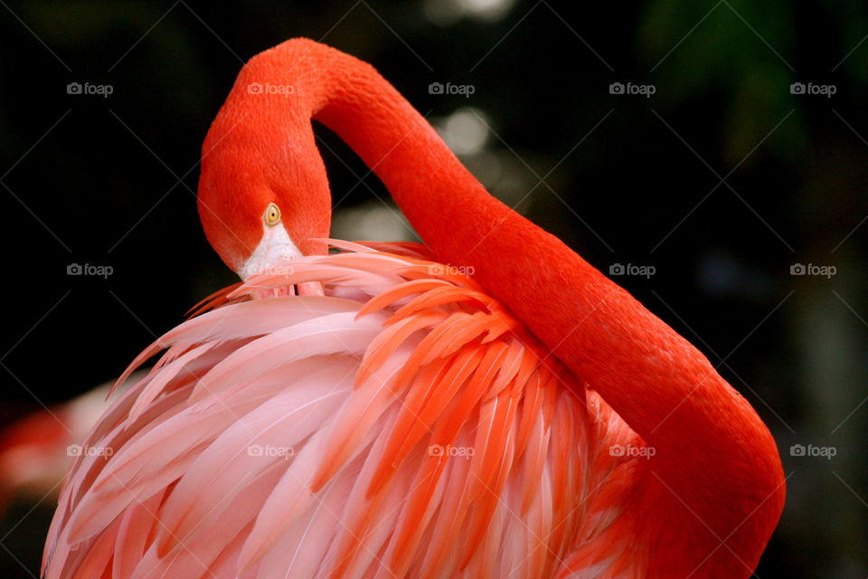 Chilean Flamingo -- Los Angeles zoo