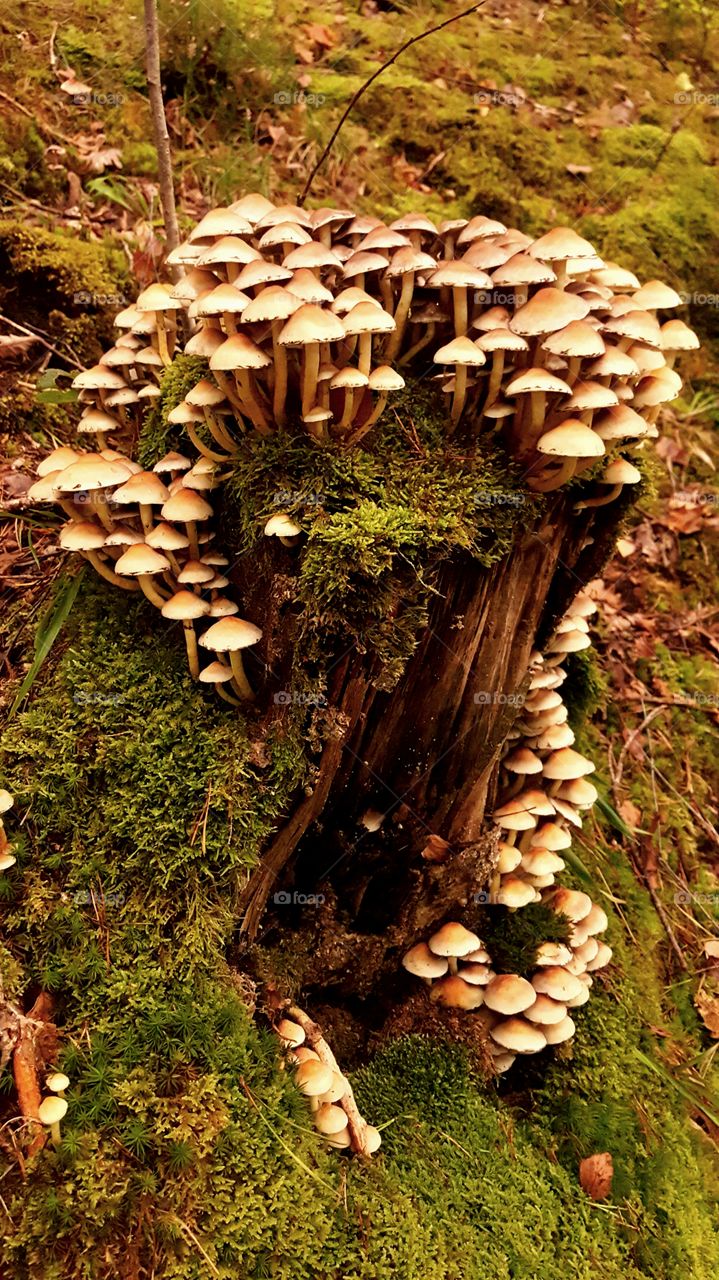 Small mushrooms growing on a tree trunk.