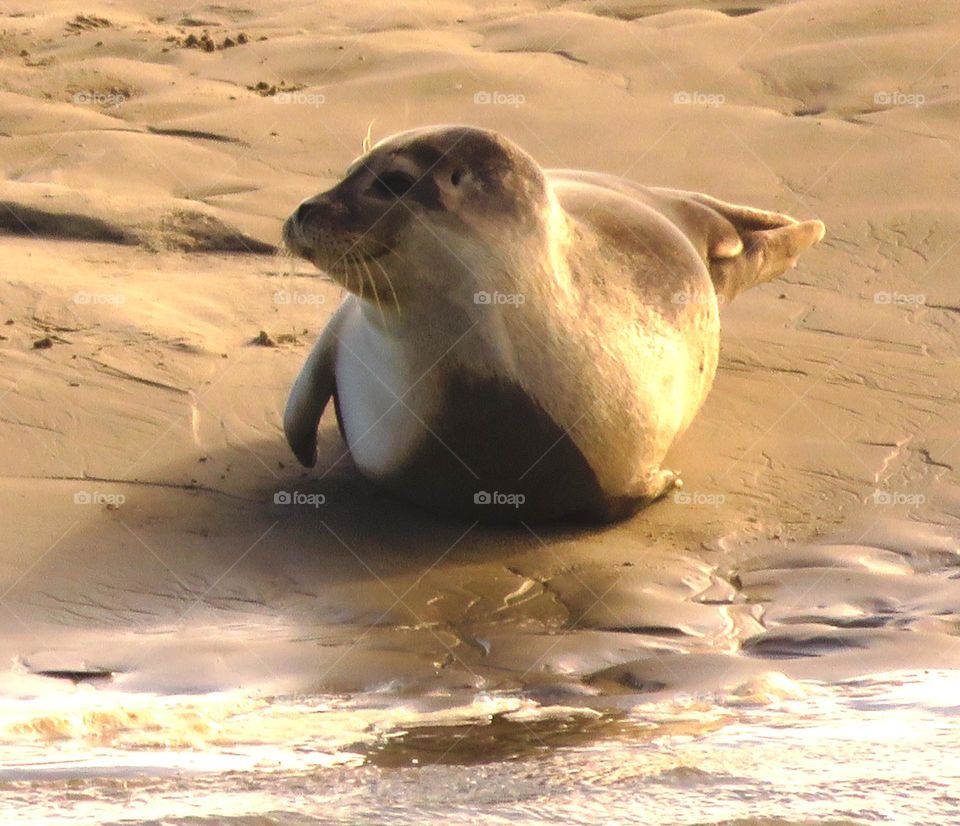 smiling seal