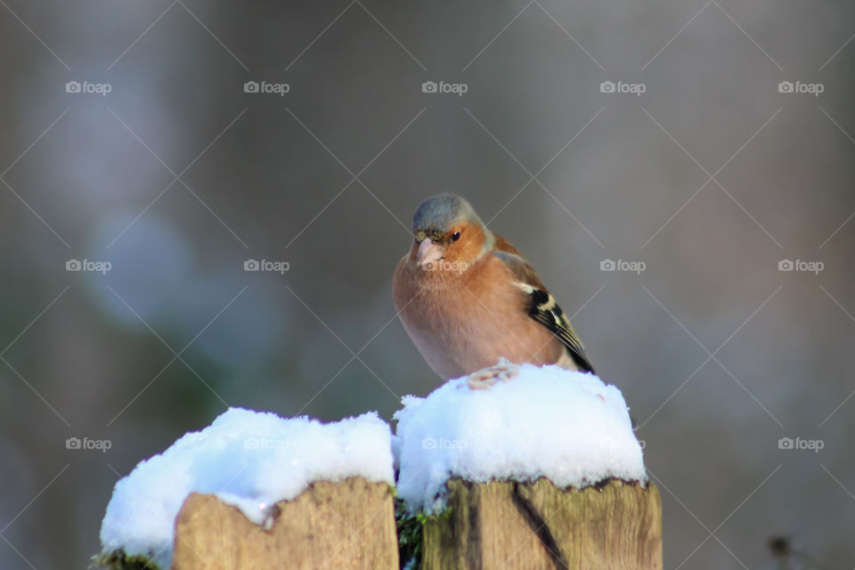 Bird in snow