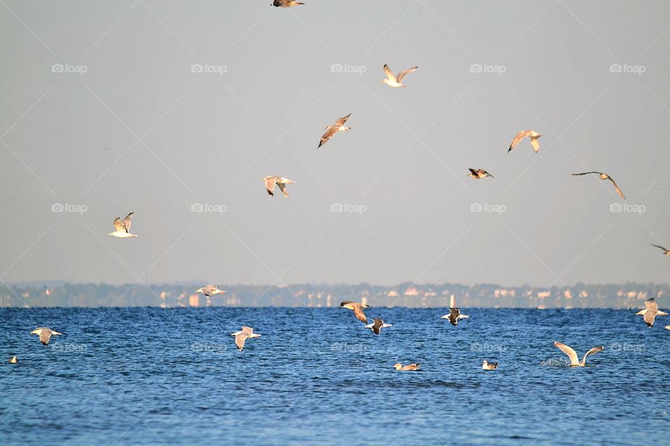 Seagulls at the beach