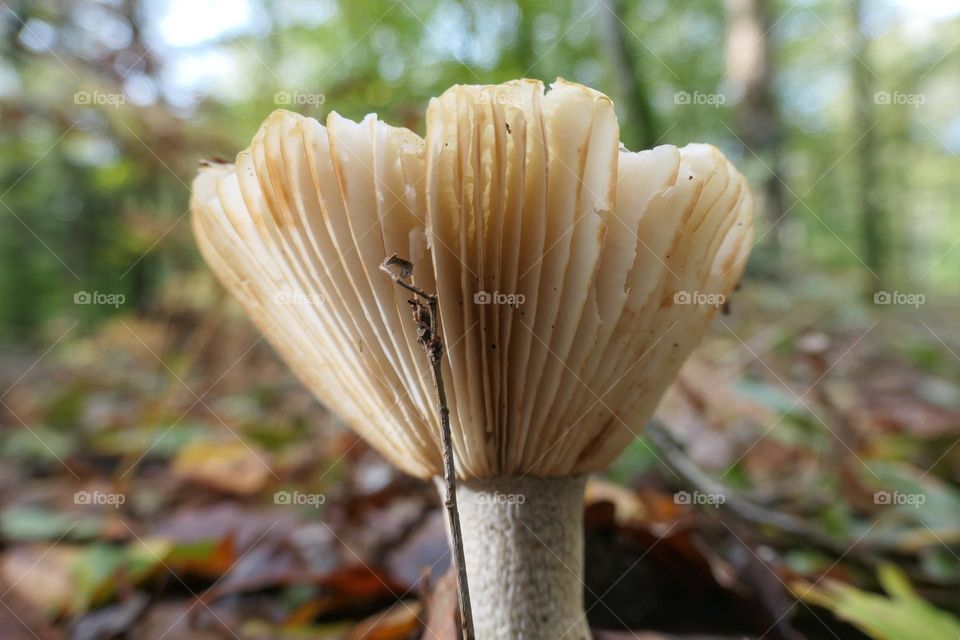 Mushroom in the woods