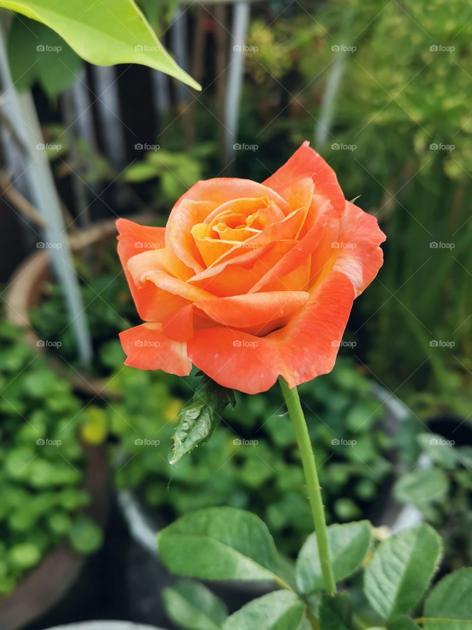 Beautiful rose 