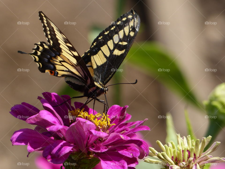 Closer view of swallowtail butterfly on bloom 
