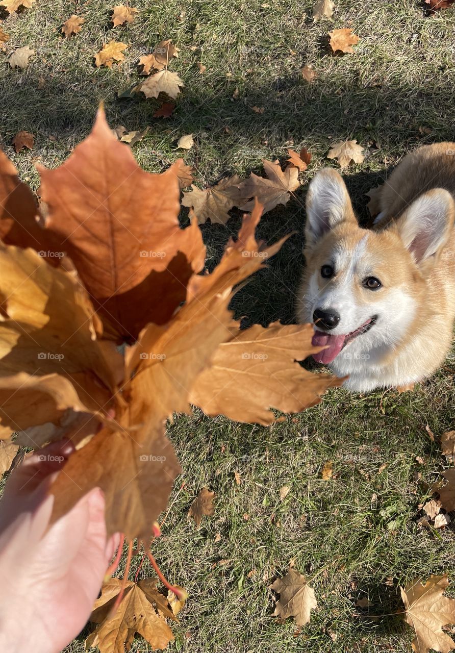 corgi looking at yellow leaves in the hand