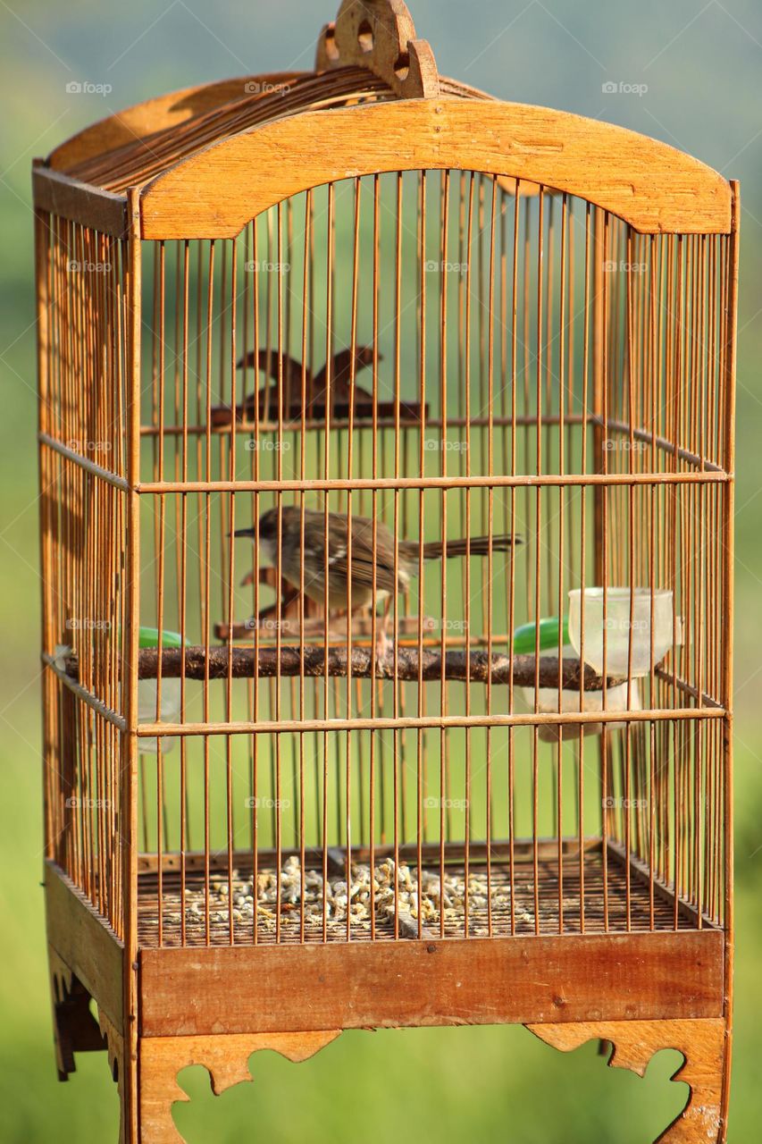 Indonesian Traditional Bird Cage