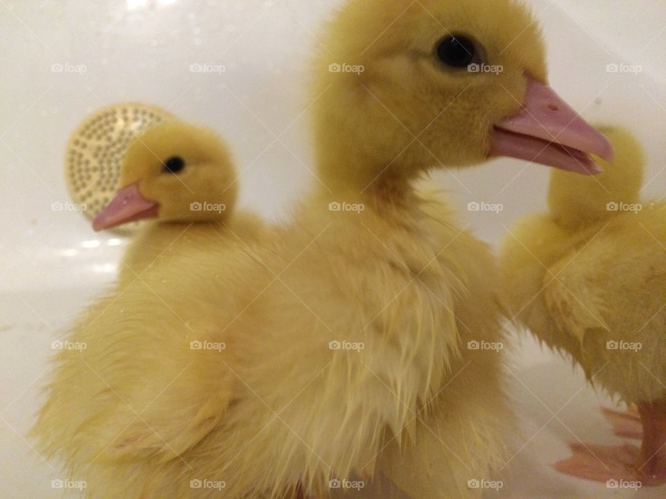 Small yellow duckling in sink