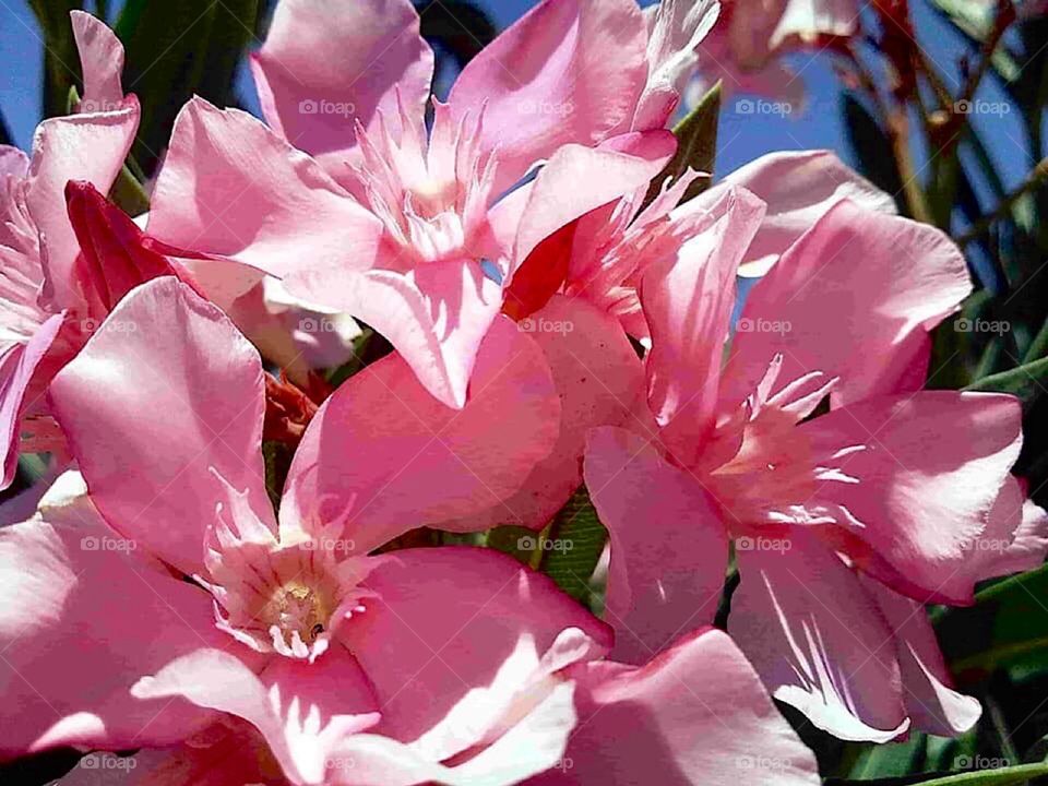 Nice good beautiful pinky flower 