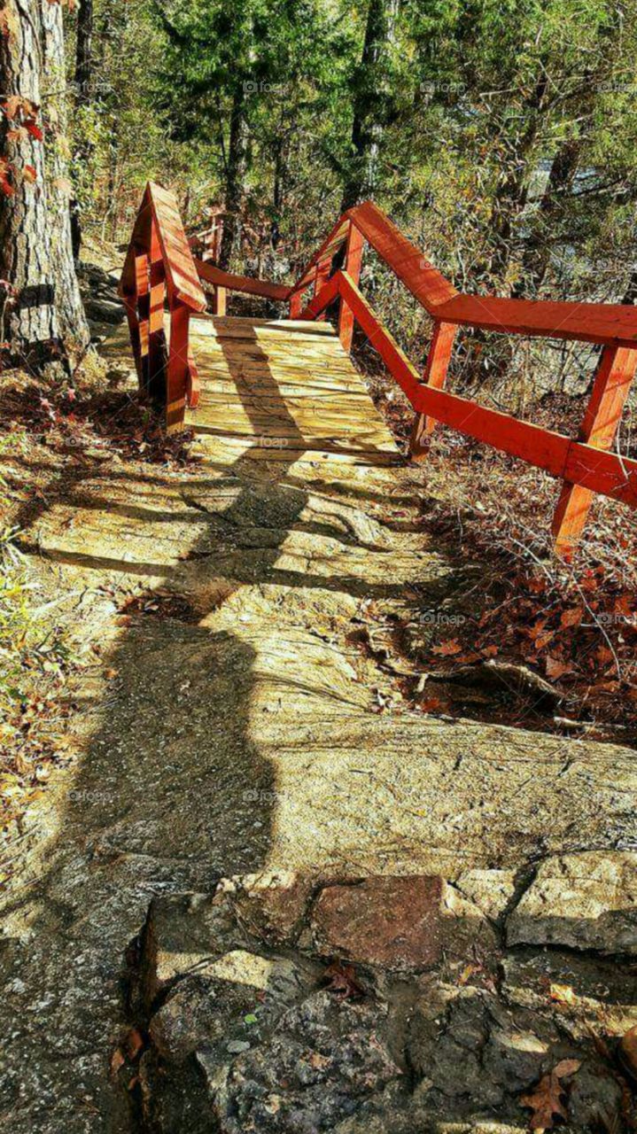 Wooden bridge in the forest