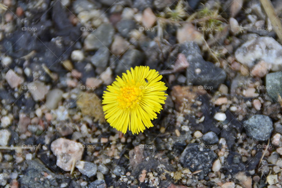 Tussilago farfara or in Norwegian hestehov is one of the first signs of spring 