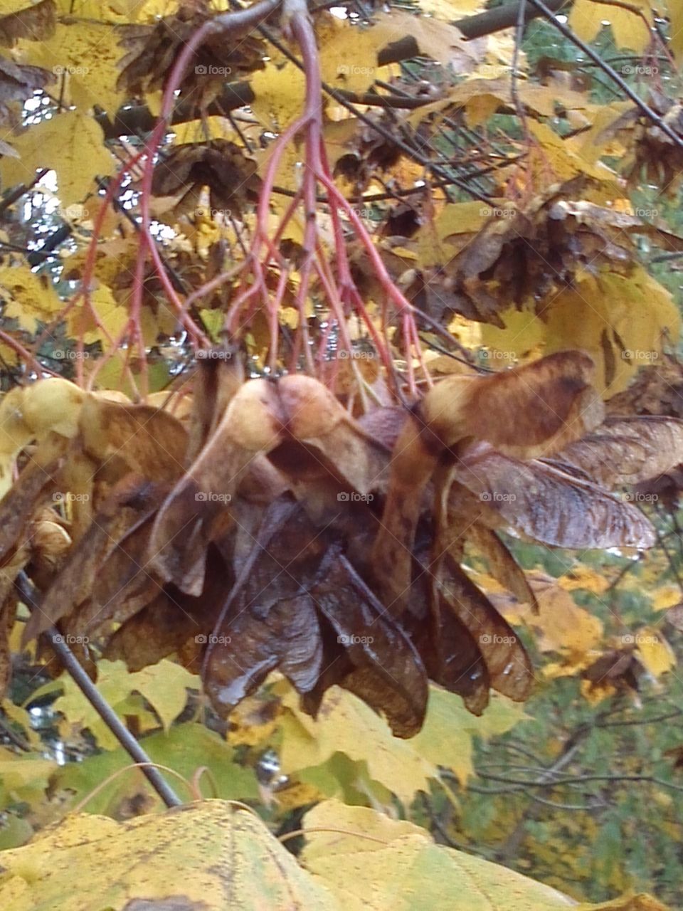 Autumn maple tree