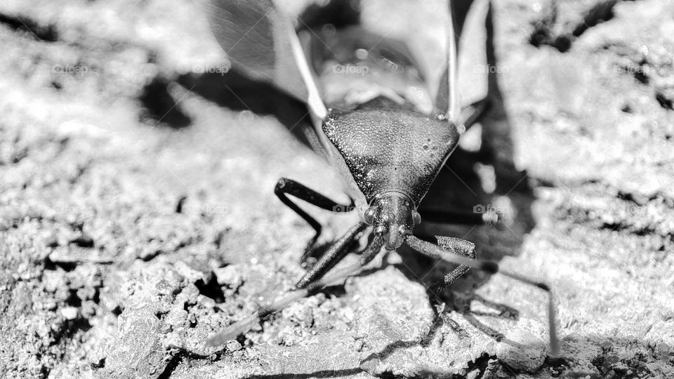 Brown marmorated stink bug