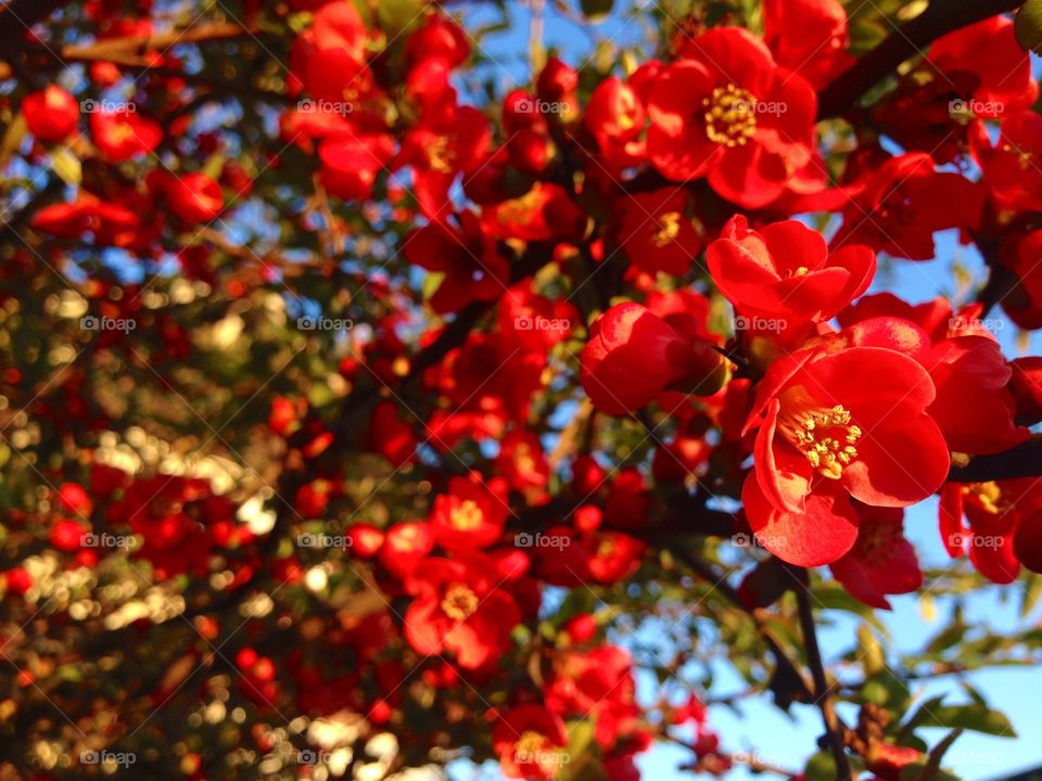 Red blooms 