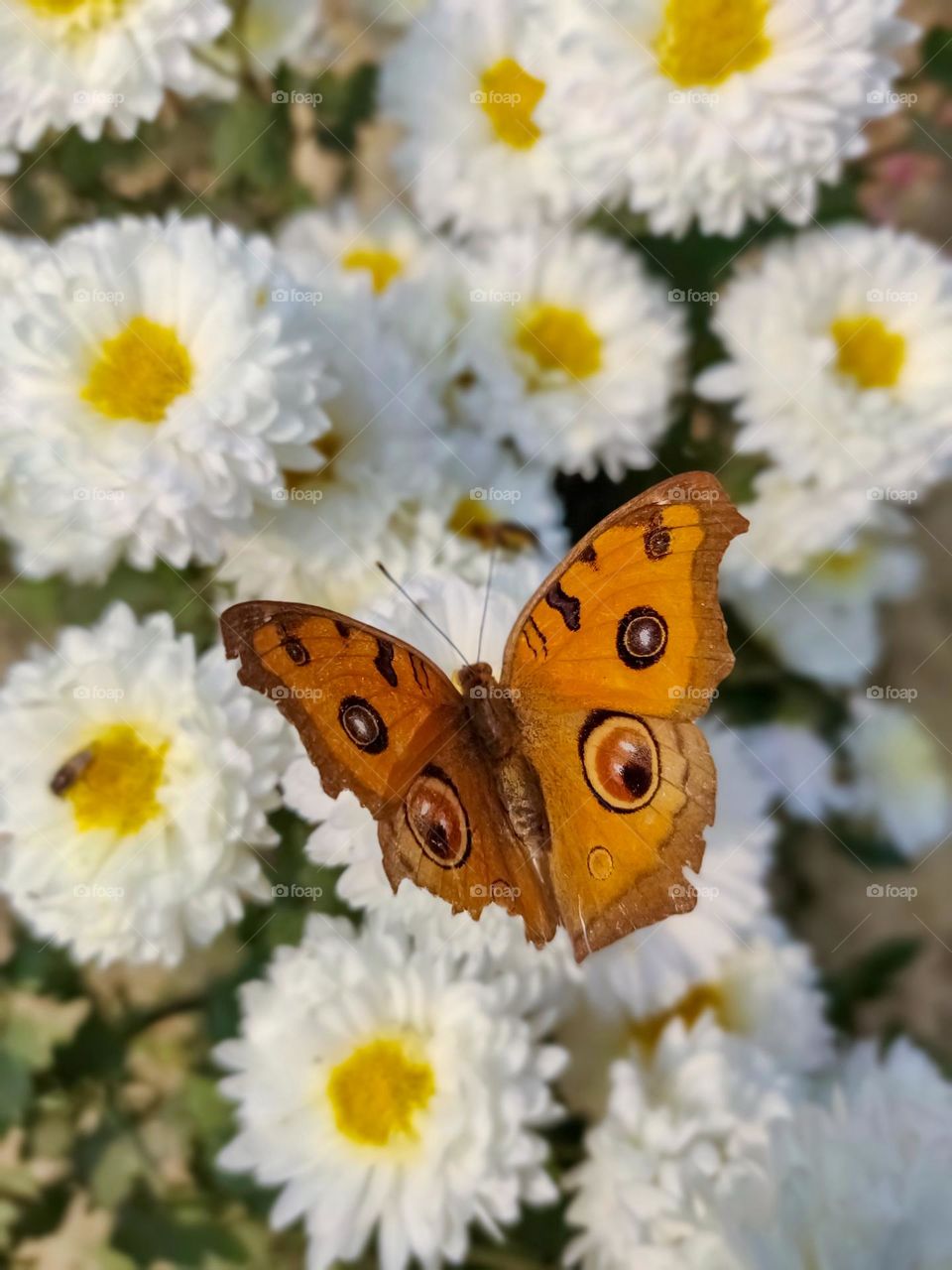 Closeup shot of a butterfly on beautiful flowers