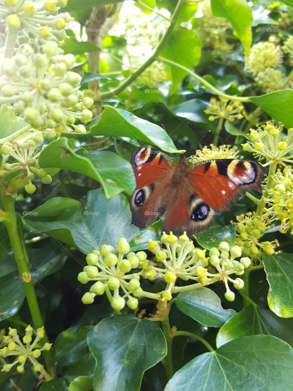 Nature, Butterfly, Insect, Leaf, Summer