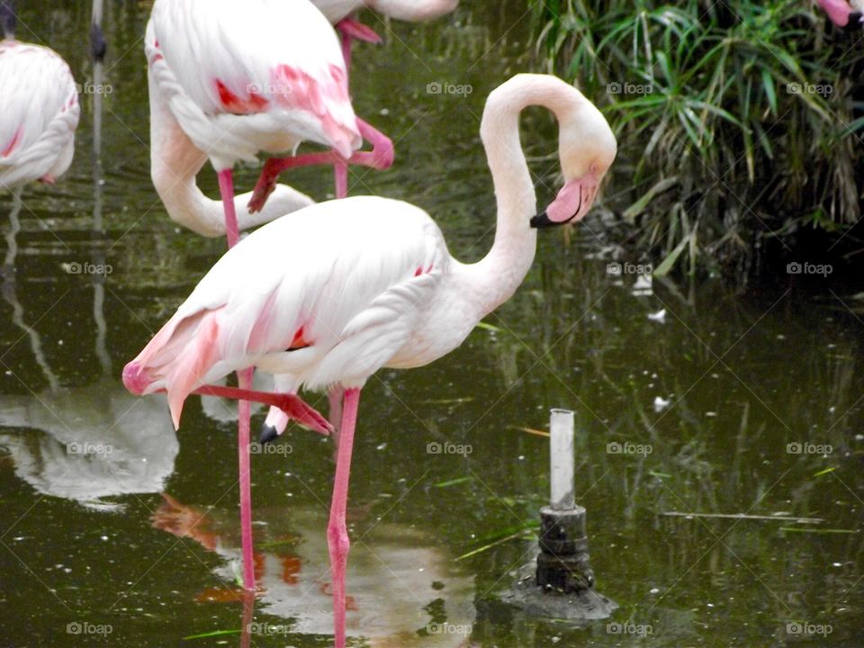 flamingo