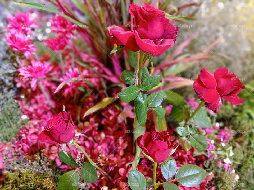 Beautiful red roses