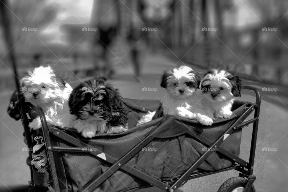 For dog sit in a Carriage