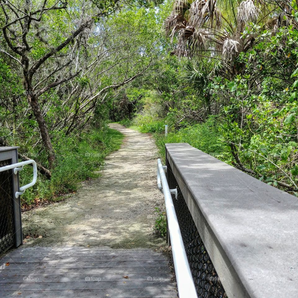 follow the path through mangrove swamp